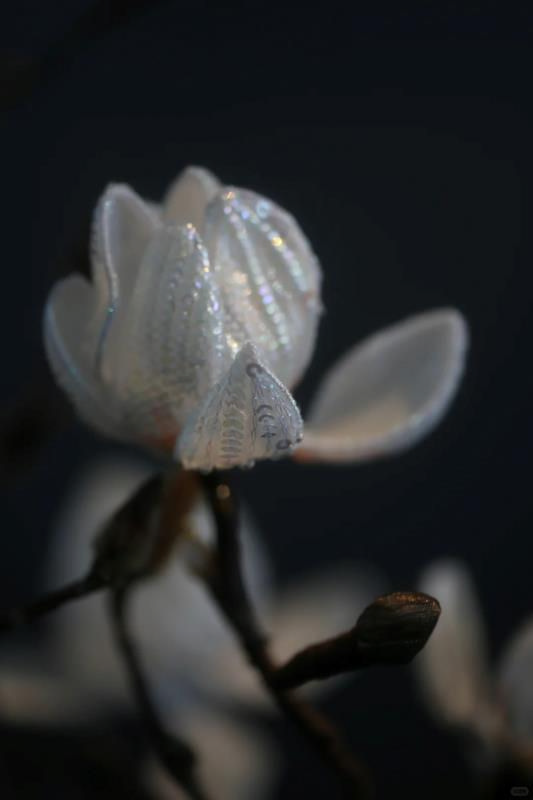 江南的玉兰 第1张图