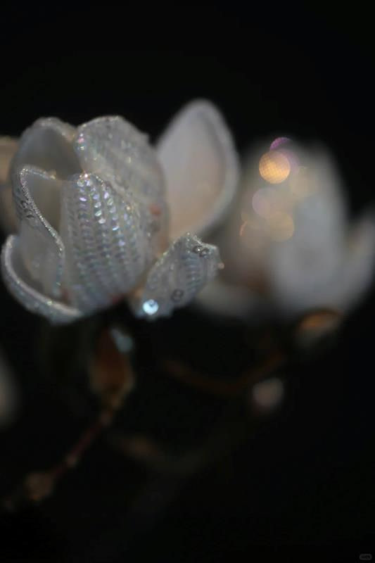 江南的玉兰 第2张图